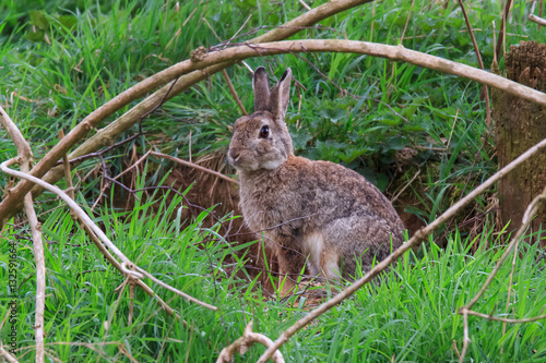 Wildkaninchen vor seinem Bau photo