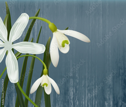 Floral background. Spring flowers. Snowdrops and narcissus