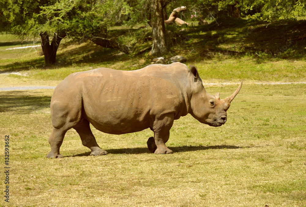 Obraz premium Rhinoceros