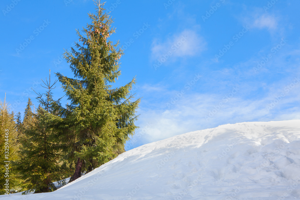 fir tree near snowdrift