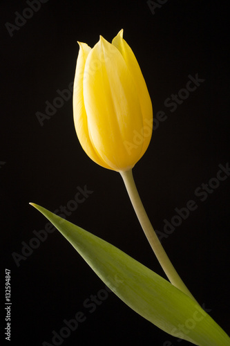 Yellow tulips on black background