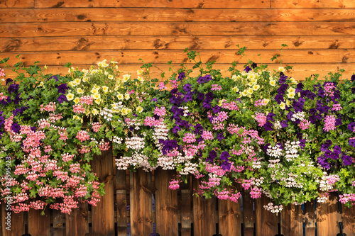 Obraz na płótnie Petunia flowers and pelargonium blossom is blooming. Purple, pink, white, yellow bloom w salonie