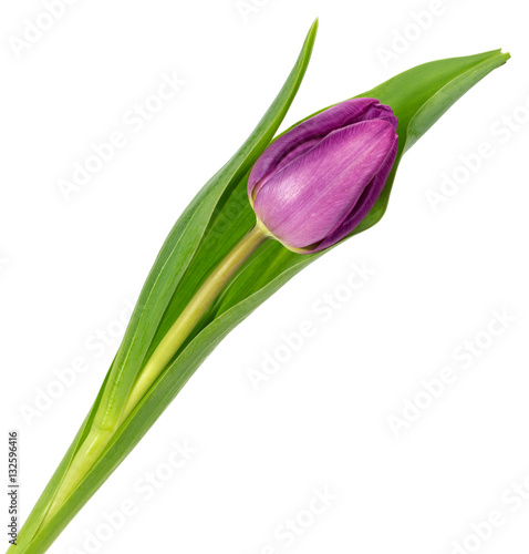 Tulip flower isolated on white background