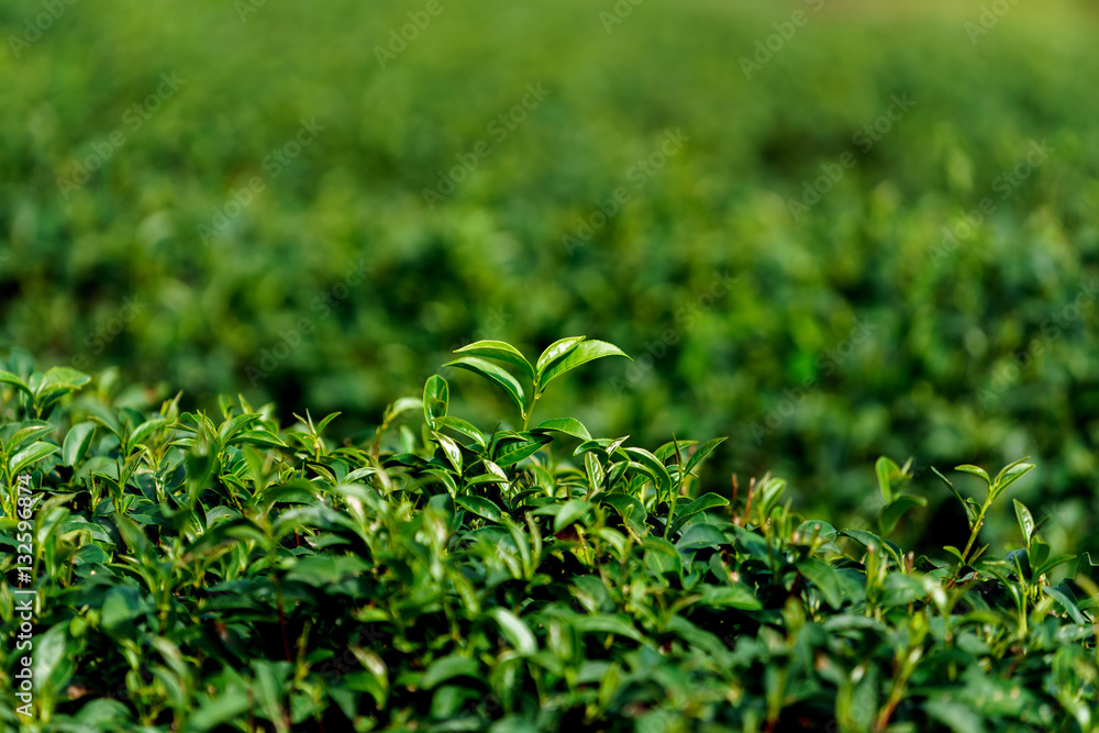 Closeup green tea fresh leaves in plantation Closeup green tea fresh leaves in plantation