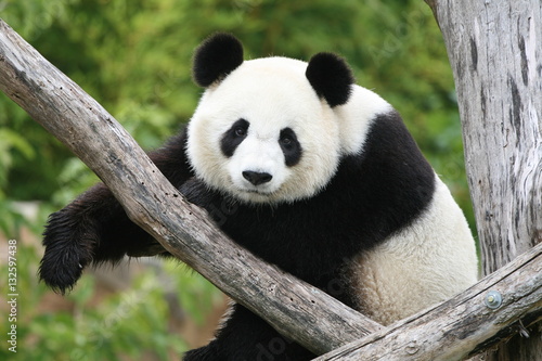 Fototapeta Naklejka Na Ścianę i Meble -  Panda Géant 