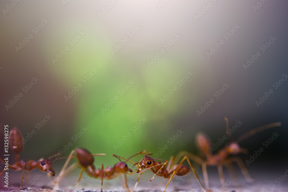 Portrait of the ants with bokeh background
