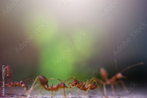 Portrait of the ants with bokeh background © suradech_k