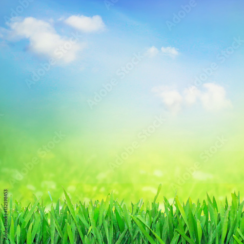 Spring grass field in sunshine