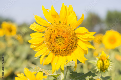 sunflower