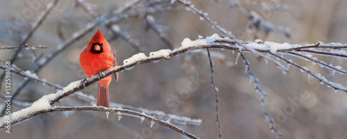  cardinal sur une branche photo