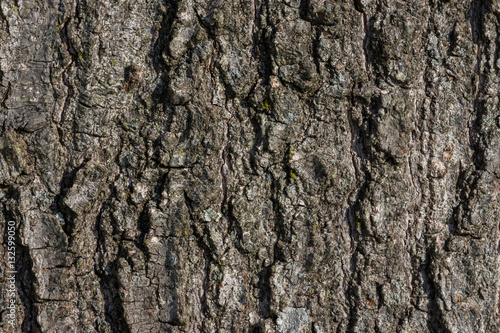 Texture of Tree Bark close up 