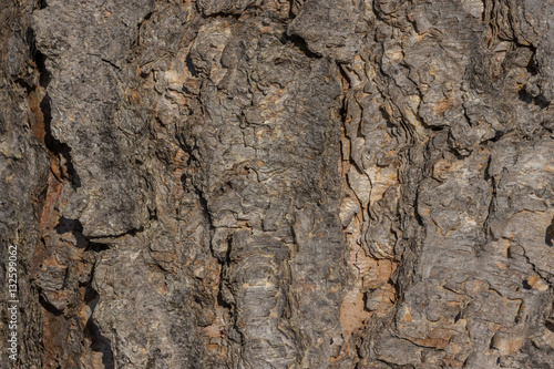 The texture of tree bark up close 