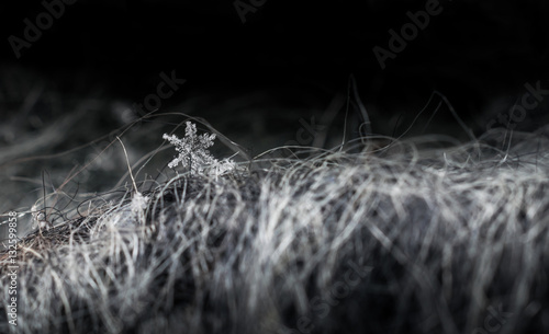 real snowflake closeup on grey wool