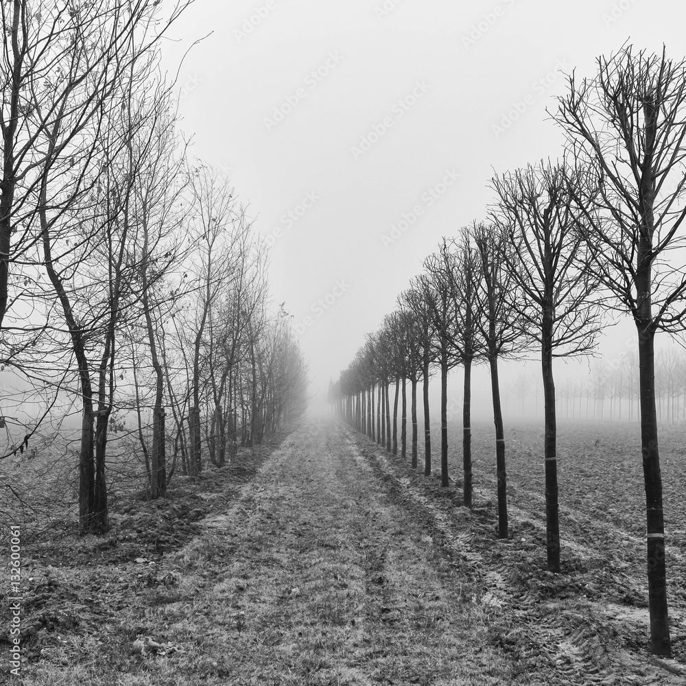 trees at a plantation in morning fog trees at a plantation in morning fog