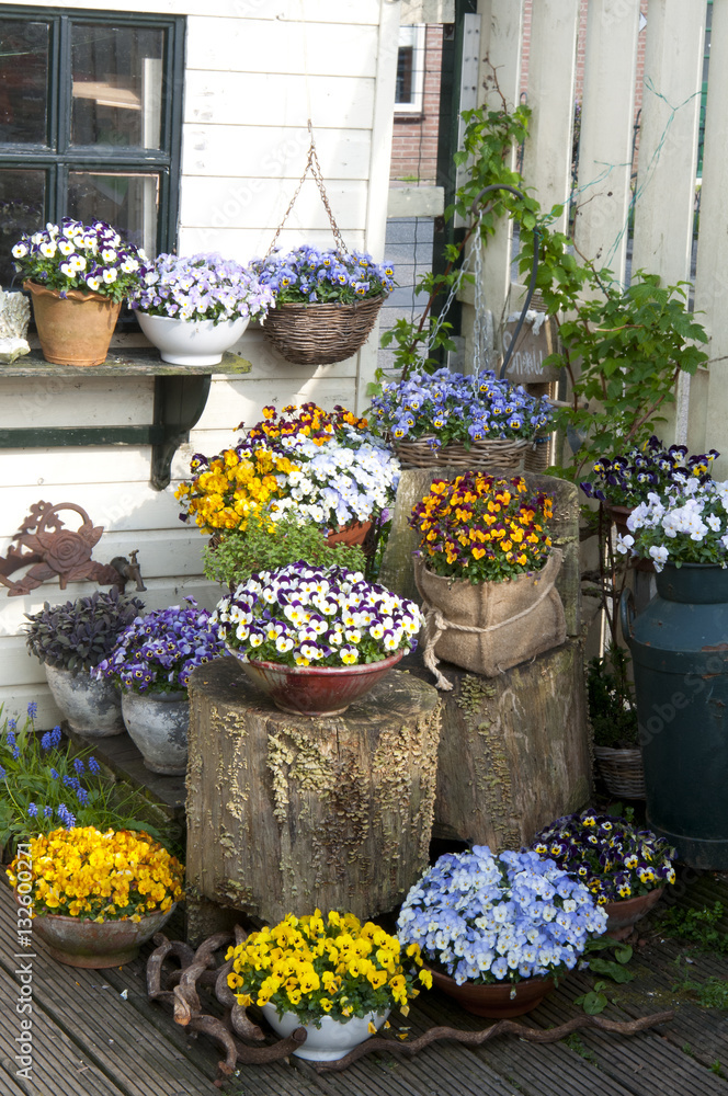 Fototapeta premium Pansies in a garden setting