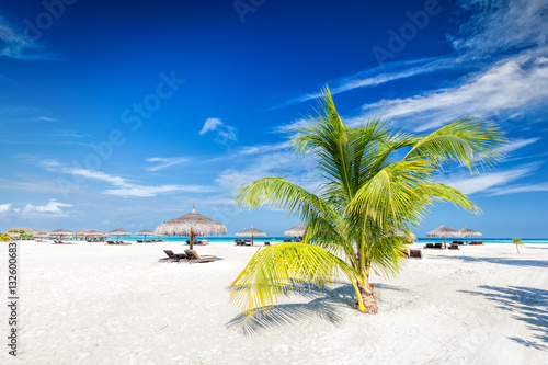 Fototapeta Naklejka Na Ścianę i Meble -  Beach with coconut palms and deckchairs on a small island resort in Maldives