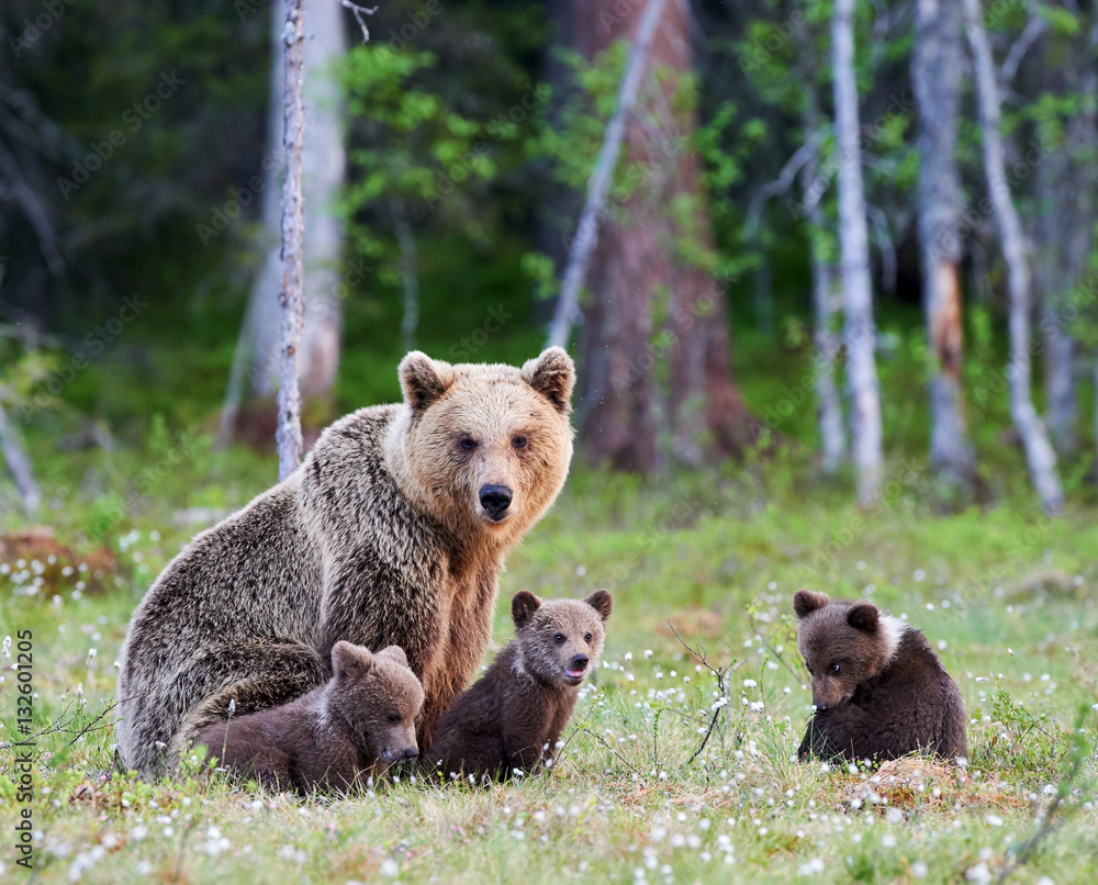 Obraz premium Female brown bear and her cubs