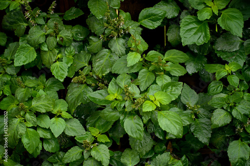 Lush Patchouli Plant After Rain