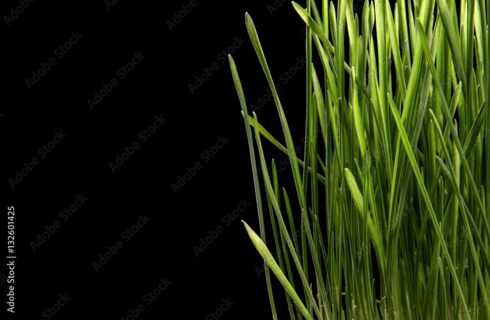 Grass on a dark background Grass on a dark background