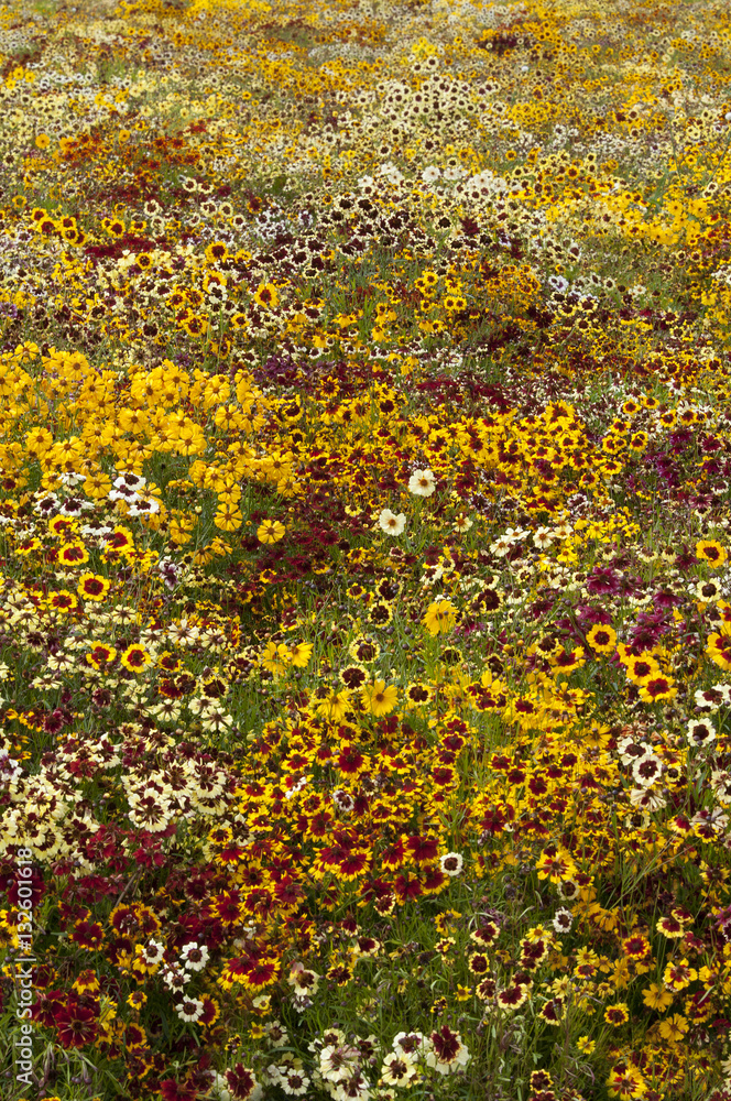 tickseed (Coreopsis) tickseed (Coreopsis)