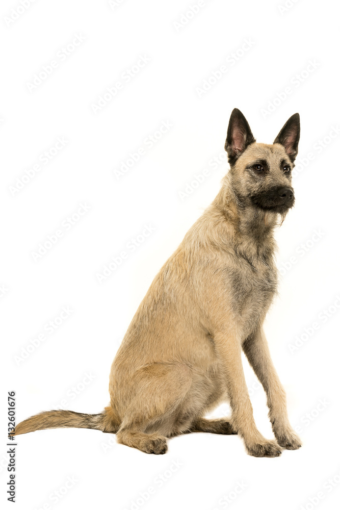 Young blonde female Dutch Shepherd Young blonde female Dutch Shepherd