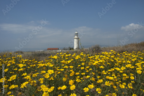 corn daisy (Glebionis segetum)