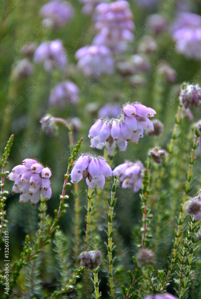 Obraz premium crowberry (Empetrum nigrum)