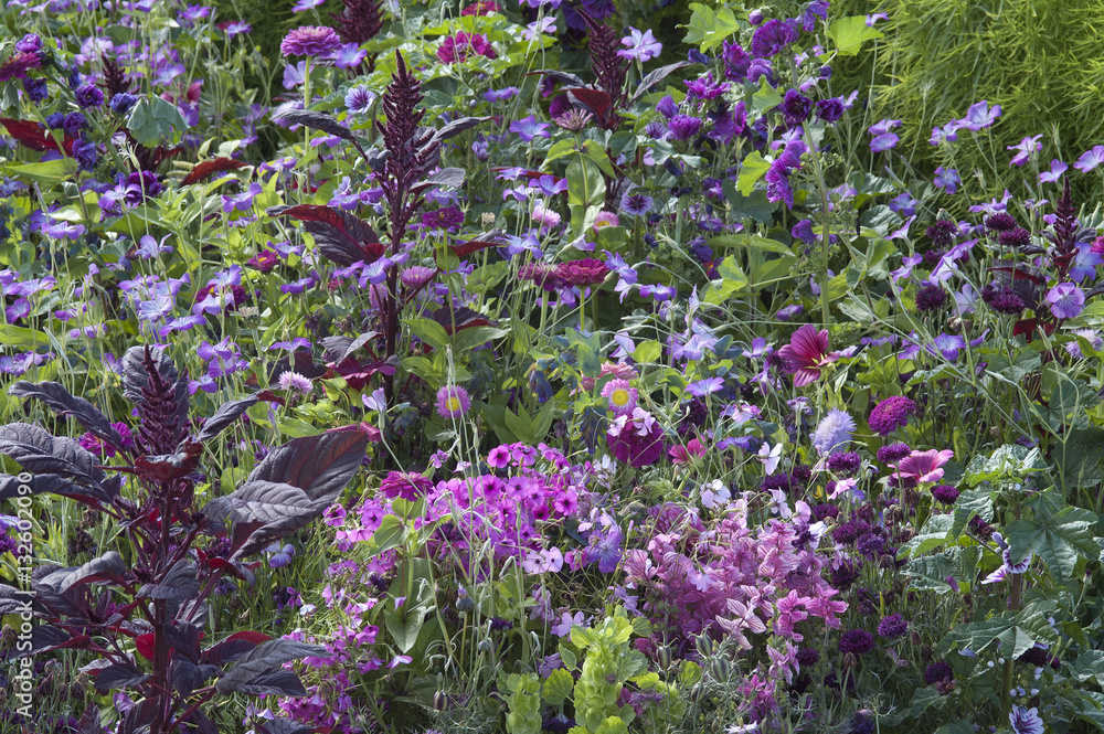 flowering field with Amaranthus flowering field with Amaranthus