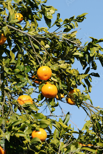 Ripe mandarin tree in the farm garden.