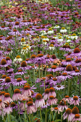 sea urchins (Echinacea) photo