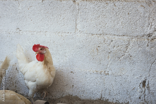 Gallinas ecologicas en el corral  photo