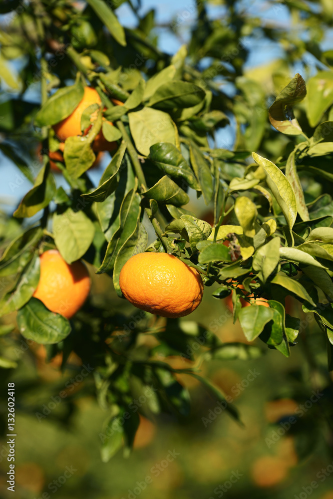 Ripe mandarin tree in the farm garden.