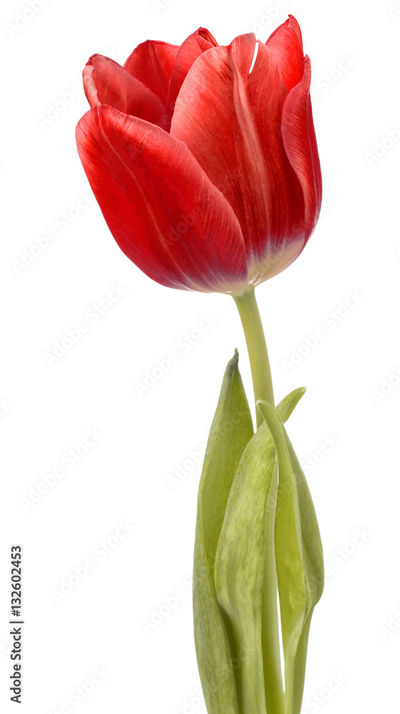 Obraz premium red tulip flower head isolated on white background