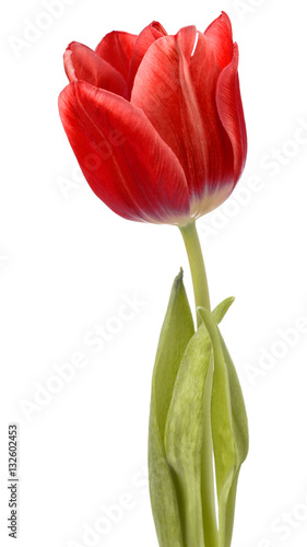 Fototapeta Naklejka Na Ścianę i Meble -  red tulip flower head isolated on white background