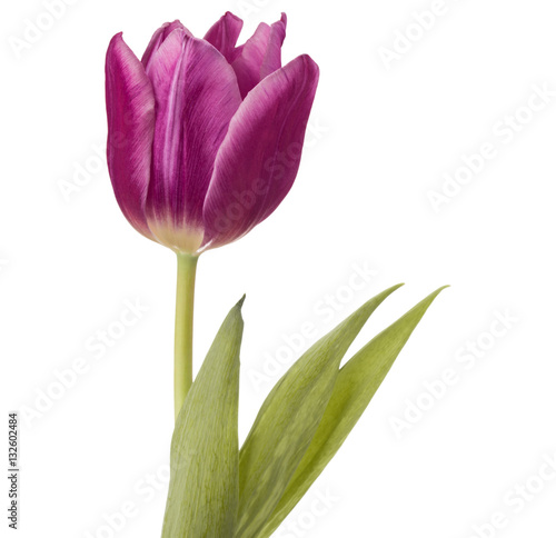 lilac tulip flower head isolated on white background