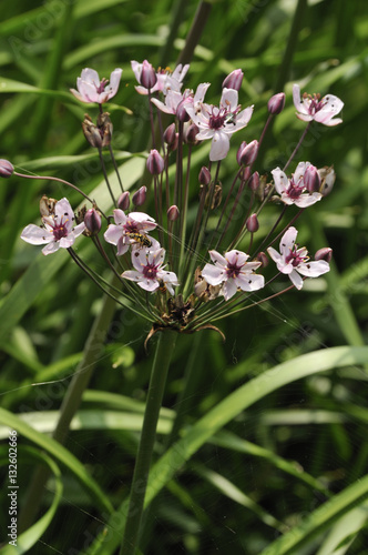 flowering rush (Butomus umbellatus.)