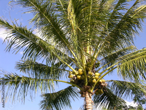 palm tree with fruits © anjokan
