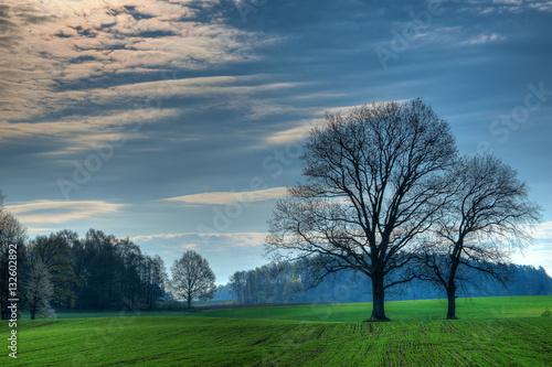 Spring countryside landscape. Oaks growing on the new green field. Masuria  Poland.