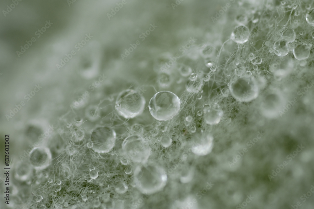 Fototapeta premium waterdrops on leaf