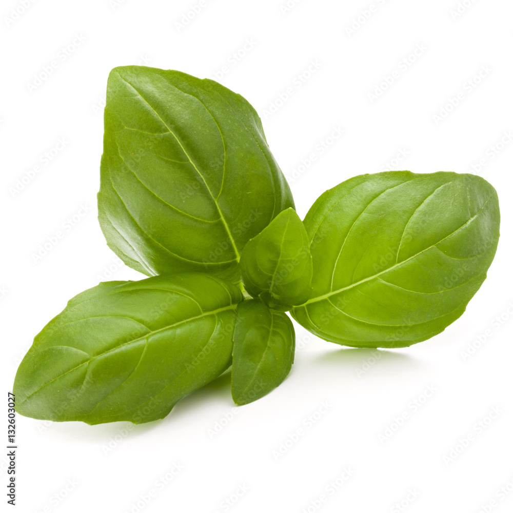 Fototapeta premium Sweet basil herb leaves isolated on white background closeup