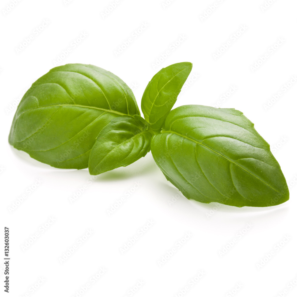 Fototapeta premium Sweet basil herb leaves isolated on white background closeup