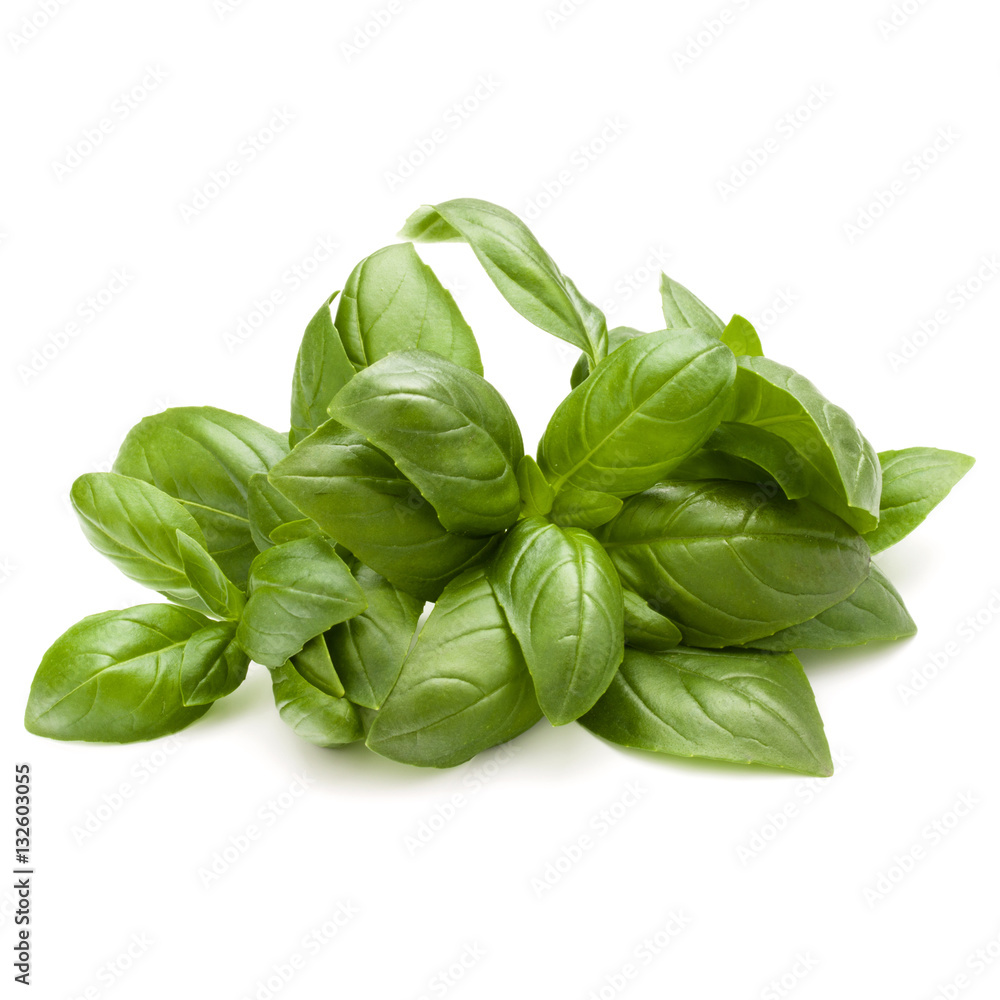 Sweet basil herb leaves bunch isolated on white background Sweet basil herb leaves bunch isolated on white background