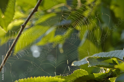 spiderweb with waterdrops