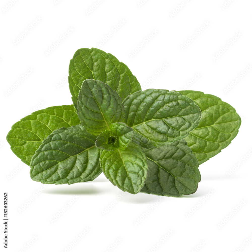 Fresh mint herb leaves isolated on white background cutout Fresh mint herb leaves isolated on white background cutout