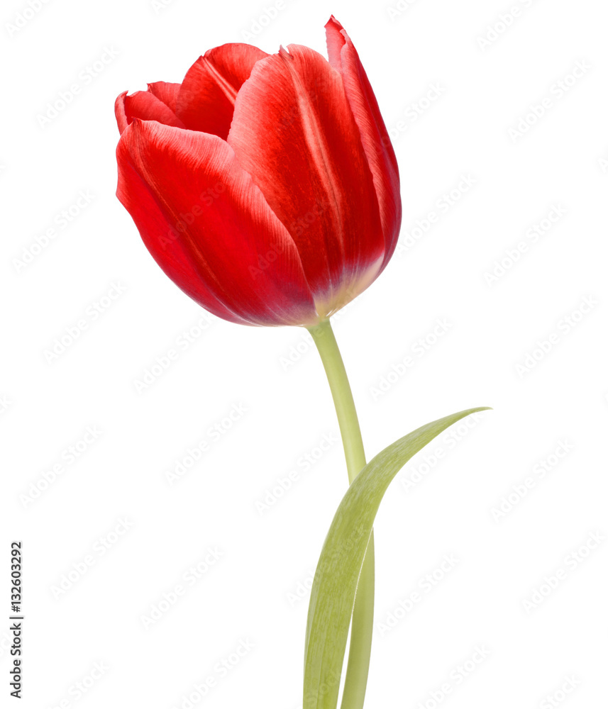 red tulip flower head isolated on white background red tulip flower head isolated on white background