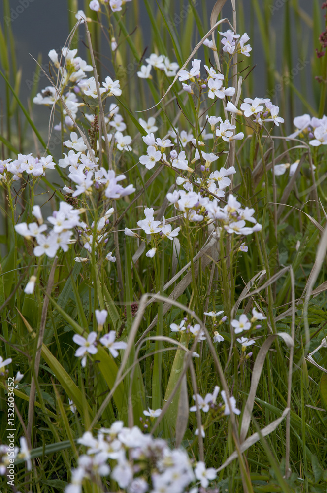Fototapeta premium lady's smock (Cardamine pratensis)