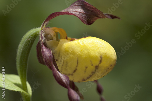 Large yellow lady's slipper (Cypripedium pubescens)