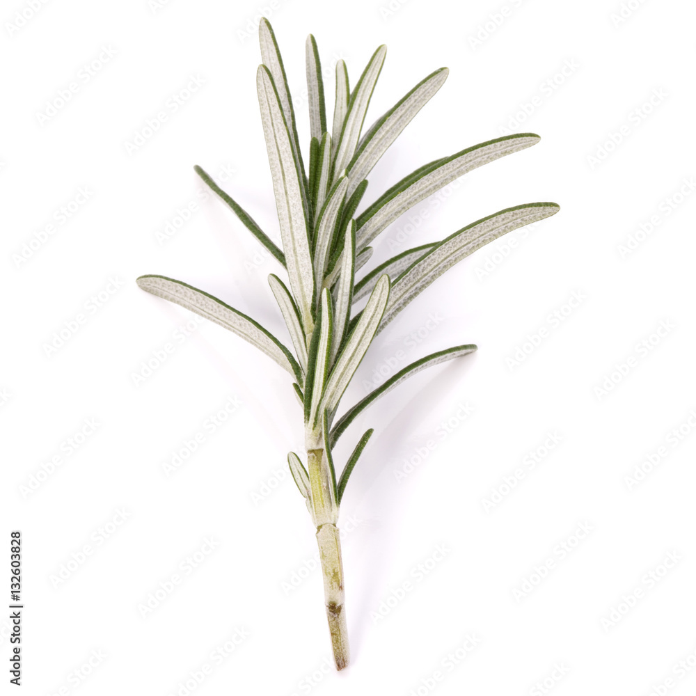 Fototapeta premium rosemary herb spice leaves isolated on white background cutout