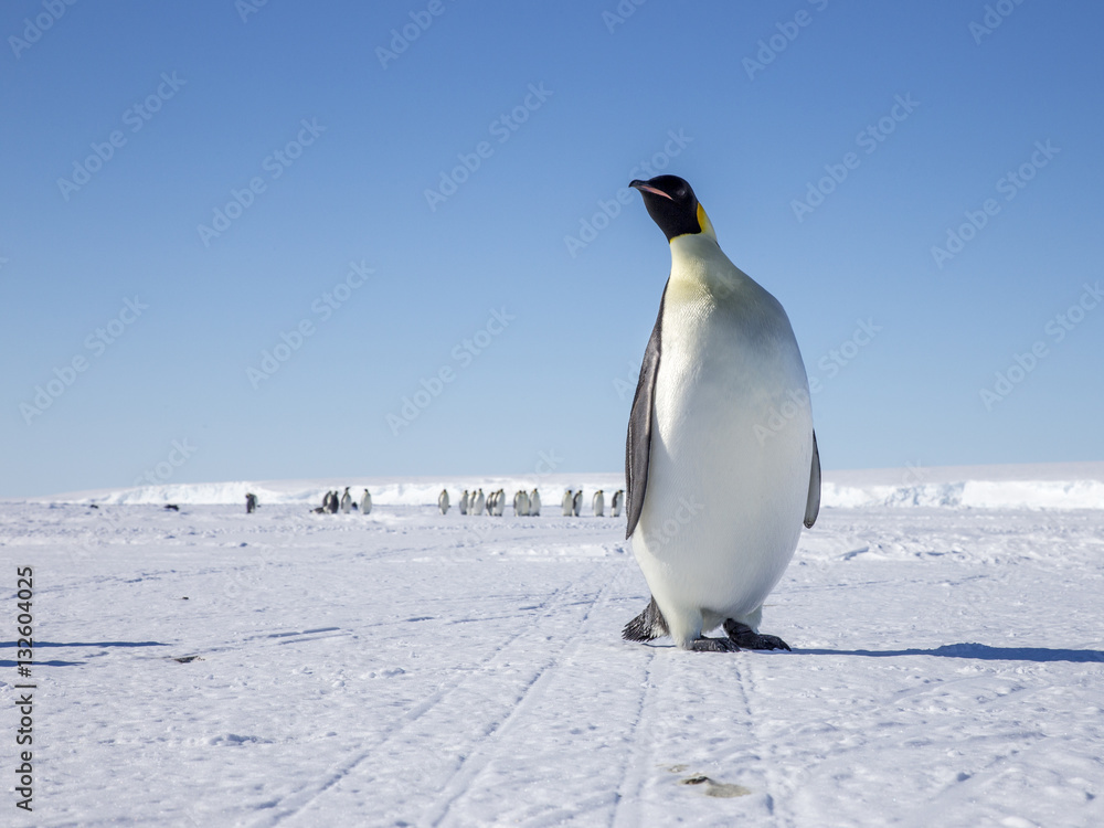Obraz premium Emperor penguins on the frozen Weddell Sea