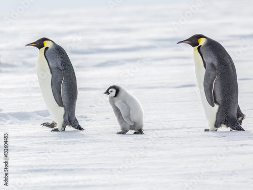 Emperor penguins on the frozen Weddell Sea